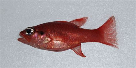 Twospot Cardinalfish Mexico Fish Marine Life Birds And