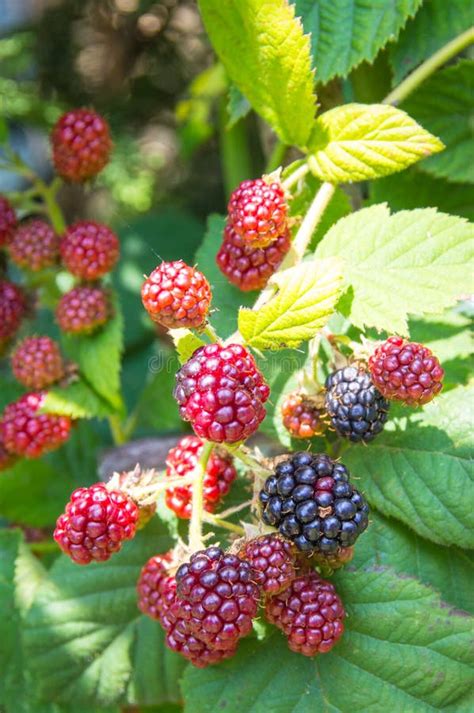 Ripe Unripe And Juicy Blackberries In The Summer Garden Stock Image