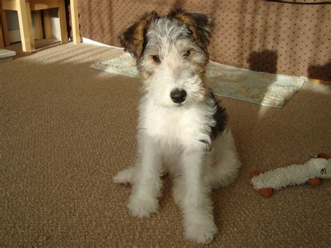 Clipping and trimming every few months. Wire fox terrier puppies due soon | Wisbech ...