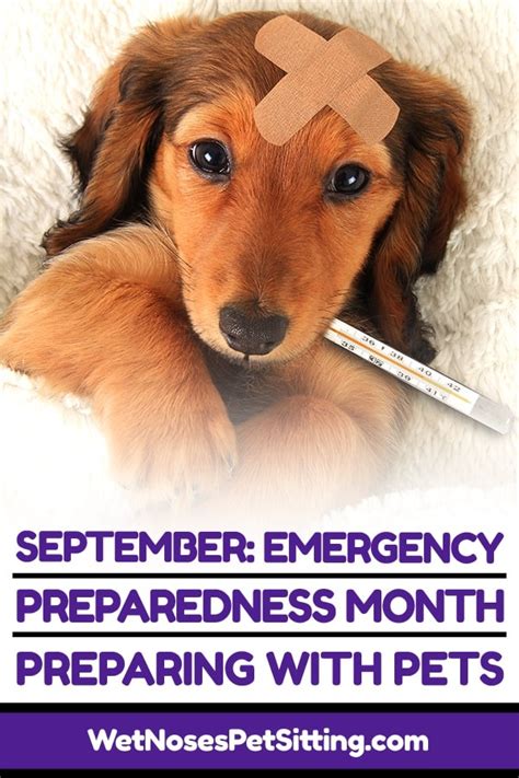 September Emergency Preparedness Month Preparing With Pets