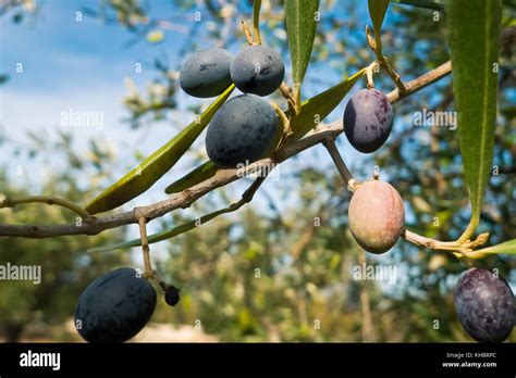 Olives Growing In Mediterranean Climate Stock Photo Alamy