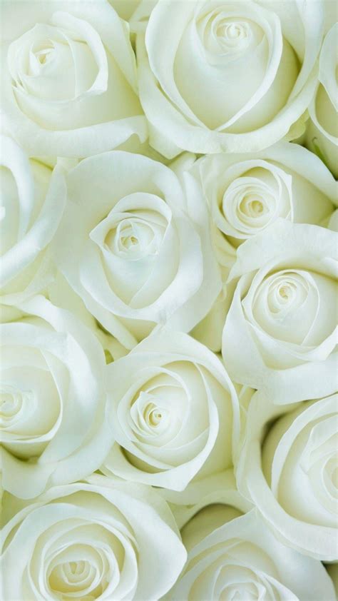 Hd Wallpapers Of Flowers Of White Rose