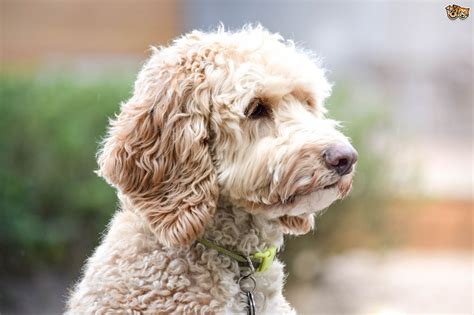 Labradoodle Dog Breed Facts Highlights And Buying Advice Pets4homes