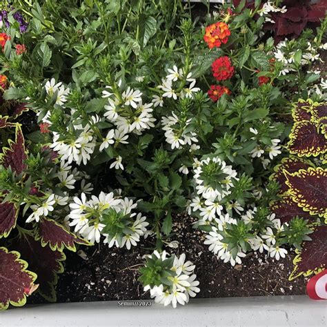 Photo Of The Entire Plant Of Scaevola Scaevola Aemula Bombay White