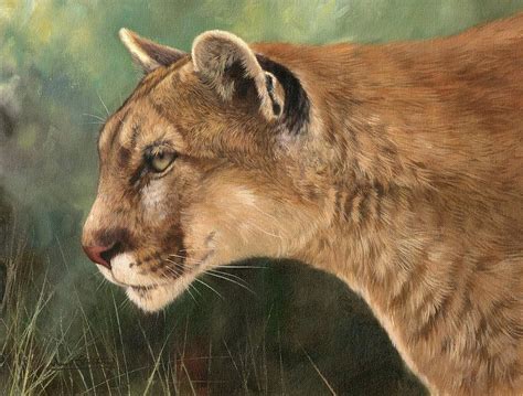 Mountain Lion Painting By David Stribbling Fine Art America