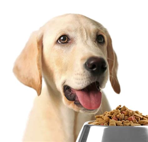 🦴 Best Puppy Food For Labs In 2020 🦴 Goodpuppyfood