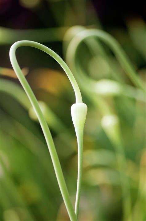 Garlic Flower Bud Allium Sativum Photograph By Maria Mosolovascience