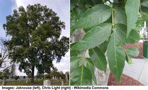 Hickory Trees Types Bark Leaves Nuts Pictures Identification Guide