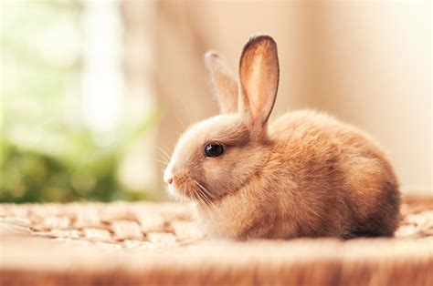 Animal Rabbit Hd Wallpaper