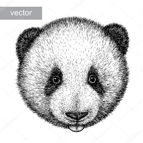 Engrave Panda Bear Illustration — Stock Vector © Doublebubble 87050950