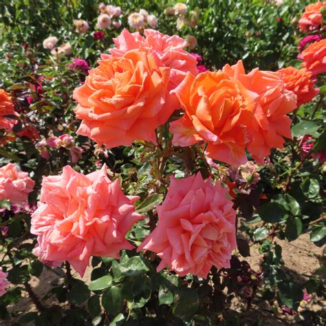 Gill S Wish Rose Stunning Hybrid Tea Rose Style Roses