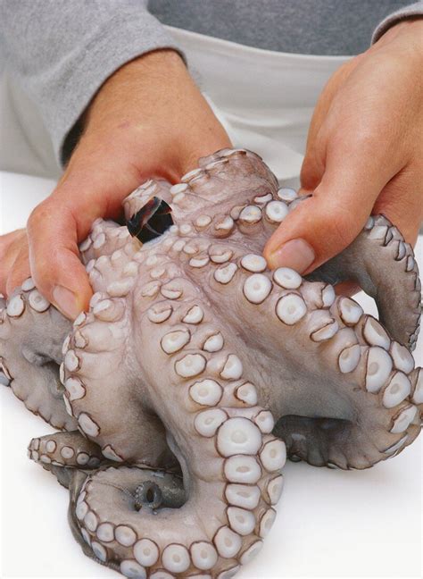 Oktopus Vorbereiten Entfernen Der Bilder Kaufen Stockfood