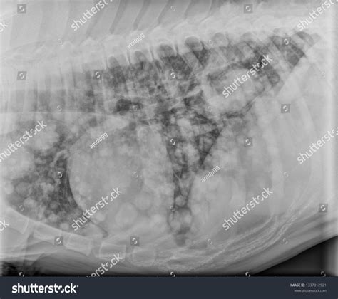 Right Lateral Chest Xray Radiograph Dog Illustration De Stock 1337012921