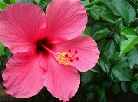 Terkeren 17 Gambar Bunga Sepatu Pink Gambar Bunga Hd Riset