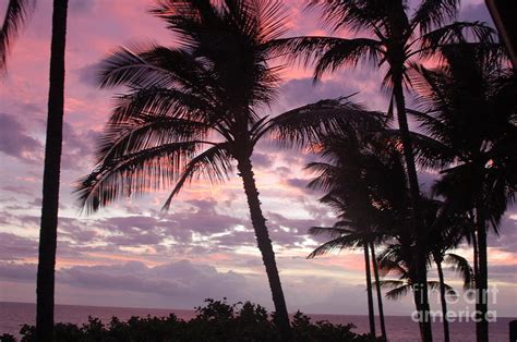 Description：palms sunsets pink sunset art hd wallpaper quality palms sunsets pink sunset art hd wallpaper was tagged with:sunsets,palms you can download or save palms sunsets pink naruto shippuden sharingan a. Pink Sunset In Palm Trees Photograph by Mark Thompson