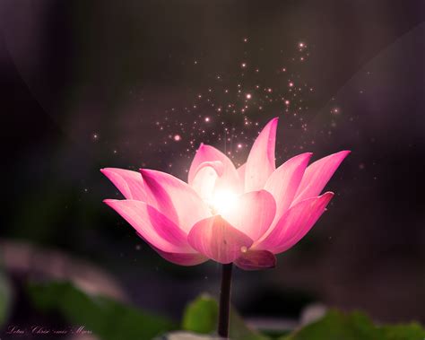 Free Download Free Lotus Flower Wallpaper Lotus Dream Wallpaper Lotus