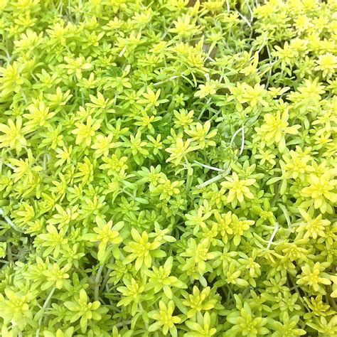 It's sold in grocery stores i have also had two new leaves/small stems turn yellow and shrivel but the rest of the plant looks fine. Sedum de Oro "Gold Moss", 6"-8", low water, sun or part ...