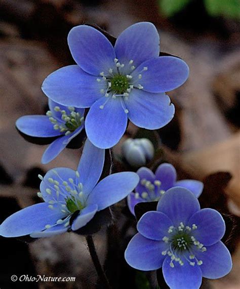 Machiel Steens Blue Spring Flowers Ohio Blue Spring Flowers Soft