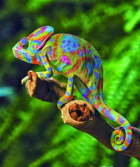 Why Do Chameleons Change Their Color 24 Hours Culture