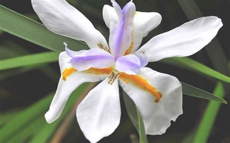 African Iris 10 Seeds Moraea Tropical Hirts Gardens