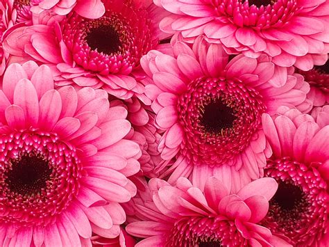 Pink Gerbera Free Stock Photo Public Domain Pictures