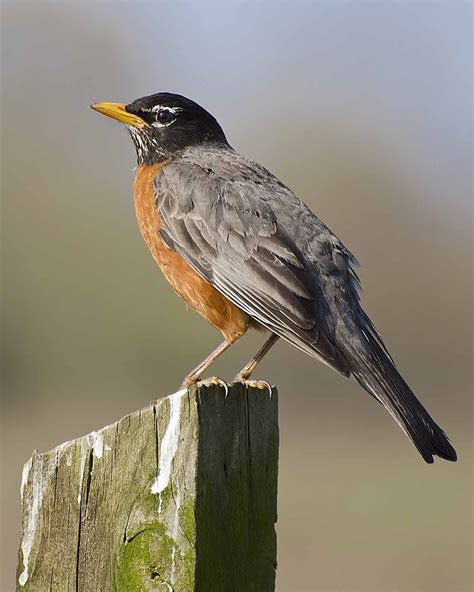 American Robin Photos And Videos For All About Birds Cornell Lab Of