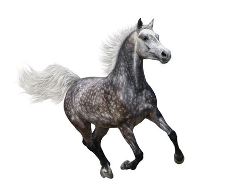Galloping Dapple Grey Arabian Horse — Stock Photo © Tristana 14540115