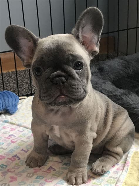 French Bulldog Puppies For Sale Reynoldsville Pa 328726