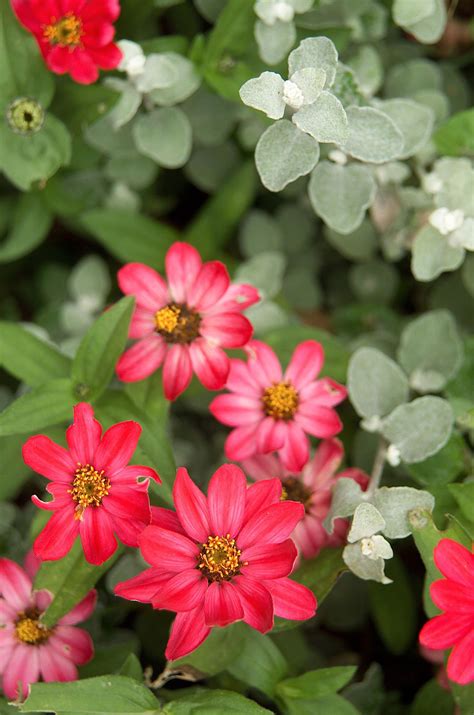 19 Top Annual Plant Pairings For Summer Long Color Annual Plants