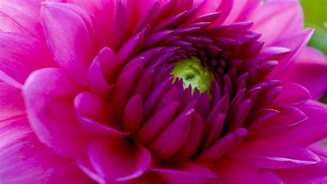 Beautiful Purple Dahlia Macro Flower Picture For Desktop Hd Wallpapers