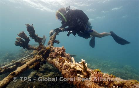 About Gcra Global Coral Reef Alliance