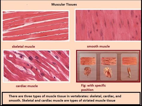 Muscular Tissue Pcsstudies Biology Muscular Tissue