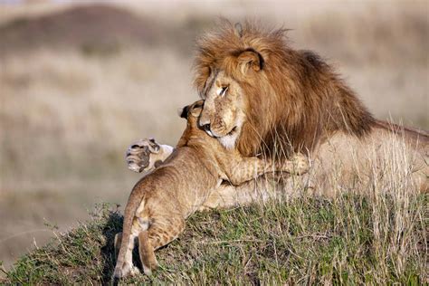 Heartwarming Photos Of Lion Dad And Cub Embracing Reveal Gentle Side Of
