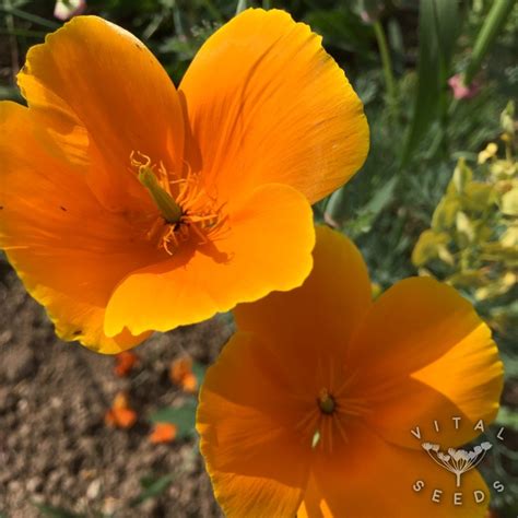For better results, sow several rounds of seeds a few weeks apart from each other. California Poppy (Organic) | Vital Seeds