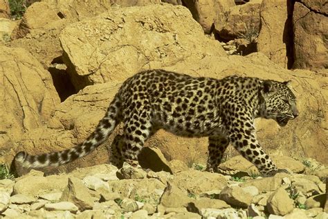 13 Endangered Animals Native To Egypt