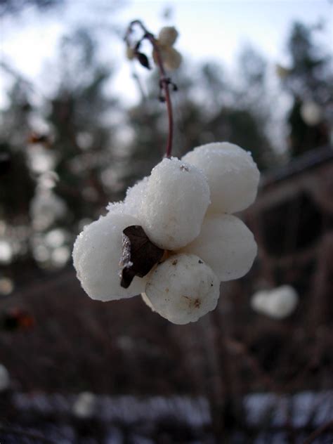 Lumimarja Snowberries Growing Outside The Graveyard In Jyv Flickr