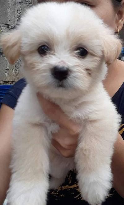 When is a dog too old to have puppies? Poodle Terrier - CDO PUPPIES