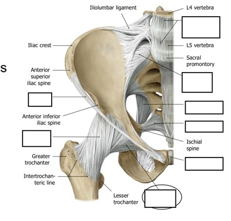 Hip Joint Ligaments Diagram Quizlet The Best Porn Website