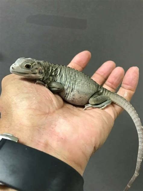Iguanas grow quickly and get quite big. Baby rhino iguana | Iguana pet, Reptiles pet, Baby iguana