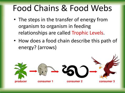 Food Chain And Food Web Ppt