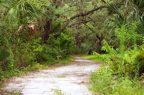 Nature Path In Florida Wilderness Stock Image Image Of Road Grass