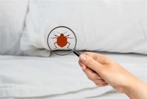 9 Different Types Of Bed Bugs With Pictures Identification Guide