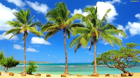 Tapety Zdjęcia Plaża Drzewo Palmy