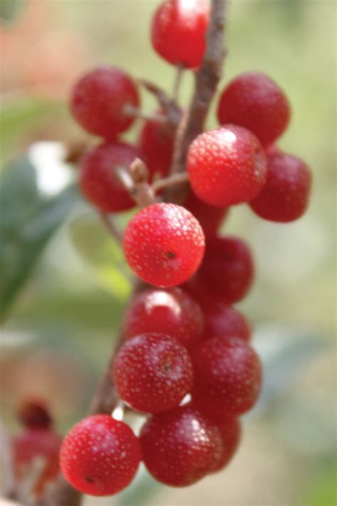Foraging edible plants autumn olive wild food. What is an Autumn Olive - Autumn Berry? - Friends Drift ...