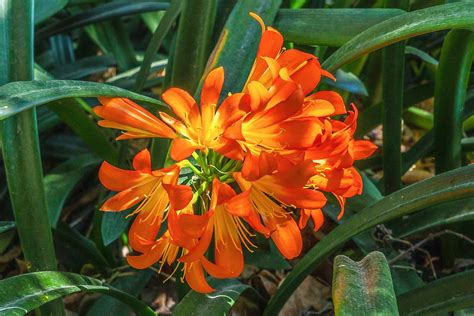 How To Grow And Care For Fire Lily