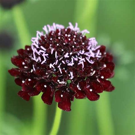 Craft Supplies And Tools Home And Hobby Black Knight Pincushion Flower