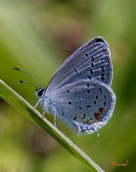 Eastern Tailed Blue Butterfly Din045 Photograph By Gerry Gantt