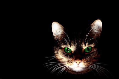Free Images Animal Pet Fur Portrait Kitten Darkness Black Cat