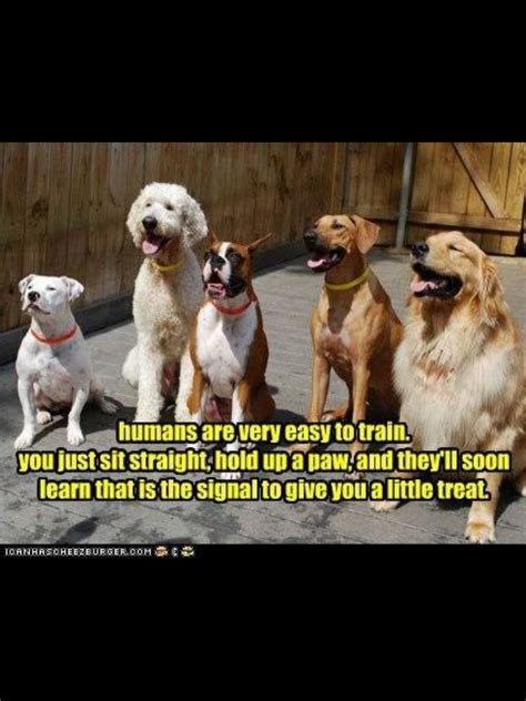 Pin By Linda Sue On Funny Pictures Clever Dog Funny Dog Pictures Dogs