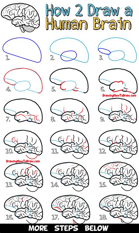 Recommendation Tips About How To Draw A Human Brain Backgroundmetal